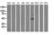T-cell surface glycoprotein CD1c antibody, LS-C337875, Lifespan Biosciences, Western Blot image 