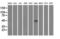 CD1c Molecule antibody, LS-C337875, Lifespan Biosciences, Western Blot image 