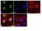 TNF Receptor Superfamily Member 10b antibody, PA1-957, Invitrogen Antibodies, Immunofluorescence image 