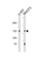 Tripartite Motif Containing 24 antibody, abx030032, Abbexa, Western Blot image 