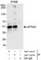 Cyclin Dependent Kinase Inhibitor 1C antibody, NBP1-28707, Novus Biologicals, Immunoprecipitation image 
