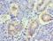 TNF Superfamily Member 13 antibody, orb353690, Biorbyt, Immunohistochemistry paraffin image 