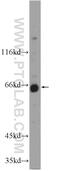 WD Repeat Domain 20 antibody, 25164-1-AP, Proteintech Group, Western Blot image 