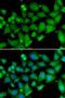 RB Binding Protein 7, Chromatin Remodeling Factor antibody, LS-C346162, Lifespan Biosciences, Immunofluorescence image 