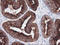 CD1c Molecule antibody, LS-C174299, Lifespan Biosciences, Immunohistochemistry frozen image 