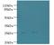 Triggering Receptor Expressed On Myeloid Cells 2 antibody, MBS1492930, MyBioSource, Western Blot image 