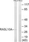 RAS Like Family 10 Member A antibody, LS-C120302, Lifespan Biosciences, Western Blot image 