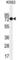Transglutaminase 2 antibody, abx025254, Abbexa, Western Blot image 