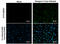 Dengue virus antibody, GTX128093, GeneTex, Immunocytochemistry image 