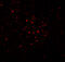 Basic Leucine Zipper ATF-Like Transcription Factor antibody, 7069, ProSci, Immunofluorescence image 