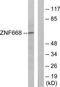 Zinc Finger Protein 668 antibody, TA315803, Origene, Western Blot image 