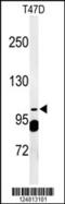 SEC24 Homolog A, COPII Coat Complex Component antibody, 61-630, ProSci, Western Blot image 