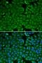 Pancreatic secretory trypsin inhibitor antibody, orb49013, Biorbyt, Immunofluorescence image 