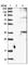 ORAI Calcium Release-Activated Calcium Modulator 3 antibody, HPA015022, Atlas Antibodies, Western Blot image 