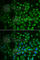 Fatty Acid Binding Protein 6 antibody, A6906, ABclonal Technology, Immunofluorescence image 