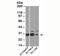 High Mobility Group Box 1 antibody, 33-051, ProSci, Western Blot image 