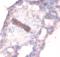 Collagen Type IV Alpha 1 Chain antibody, MBS7005956, MyBioSource, Immunohistochemistry paraffin image 