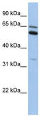 C2orf42 antibody, TA335530, Origene, Western Blot image 