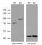 SAM And HD Domain Containing Deoxynucleoside Triphosphate Triphosphohydrolase 1 antibody, MA5-25316, Invitrogen Antibodies, Western Blot image 