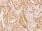 Coiled-Coil Domain Containing 83 antibody, LS-C186069, Lifespan Biosciences, Immunohistochemistry frozen image 