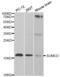 Small Ubiquitin Like Modifier 2 antibody, abx002008, Abbexa, Western Blot image 