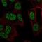 RALY RNA Binding Protein Like antibody, HPA059112, Atlas Antibodies, Immunofluorescence image 