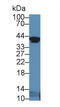 Insulin Like Growth Factor Binding Protein 2 antibody, LS-C294653, Lifespan Biosciences, Western Blot image 