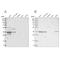 OTU Domain Containing 6B antibody, NBP1-85653, Novus Biologicals, Western Blot image 