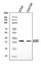 Aldolase, Fructose-Bisphosphate C antibody, A05296-1, Boster Biological Technology, Western Blot image 