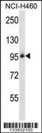 ITGB5 antibody, MBS9207866, MyBioSource, Western Blot image 