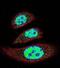 Tyrosyl-DNA Phosphodiesterase 2 antibody, abx026161, Abbexa, Flow Cytometry image 