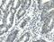 Activating Transcription Factor 1 antibody, M01600-1, Boster Biological Technology, Immunohistochemistry paraffin image 