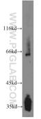 Synaptoporin antibody, 14143-1-AP, Proteintech Group, Western Blot image 