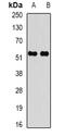 Caspase recruitment domain-containing protein 8 antibody, abx141567, Abbexa, Western Blot image 