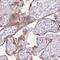 Lysophosphatidic Acid Receptor 4 antibody, NBP2-33734, Novus Biologicals, Immunohistochemistry frozen image 