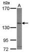 Integrin Subunit Alpha V antibody, PA5-27272, Invitrogen Antibodies, Western Blot image 