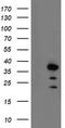 Aryl Hydrocarbon Receptor Interacting Protein antibody, LS-C174105, Lifespan Biosciences, Western Blot image 