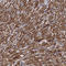 Translocase Of Inner Mitochondrial Membrane 10 antibody, HPA039946, Atlas Antibodies, Immunohistochemistry paraffin image 