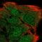 Myozenin 2 antibody, HPA035764, Atlas Antibodies, Immunofluorescence image 