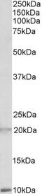 Undifferentiated embryonic cell transcription factor 1 antibody, 42-482, ProSci, Enzyme Linked Immunosorbent Assay image 