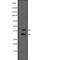 Human Immunodeficiency Virus Type I Enhancer Binding Protein 2 antibody, PA5-67799, Invitrogen Antibodies, Western Blot image 