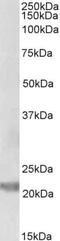 Interleukin 25 antibody, PA5-37968, Invitrogen Antibodies, Western Blot image 
