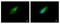ENSA antibody, PA5-27435, Invitrogen Antibodies, Immunofluorescence image 