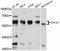 Programmed Cell Death 7 antibody, abx126336, Abbexa, Western Blot image 