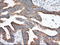 Eukaryotic Translation Initiation Factor 2 Subunit Alpha antibody, LS-C115312, Lifespan Biosciences, Immunohistochemistry frozen image 