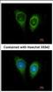 Follistatin Like 1 antibody, NBP2-16539, Novus Biologicals, Immunocytochemistry image 