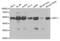 MEK7 antibody, AHP2496, Bio-Rad (formerly AbD Serotec) , Western Blot image 