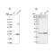 NOP16 Nucleolar Protein antibody, PA5-66137, Invitrogen Antibodies, Western Blot image 