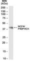 Neutrophil Cytosolic Factor 4 antibody, NB100-61666, Novus Biologicals, Western Blot image 