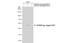 Isocitrate dehydrogenase [NAD] subunit gamma 1, mitochondrial antibody, NBP2-43692, Novus Biologicals, Western Blot image 